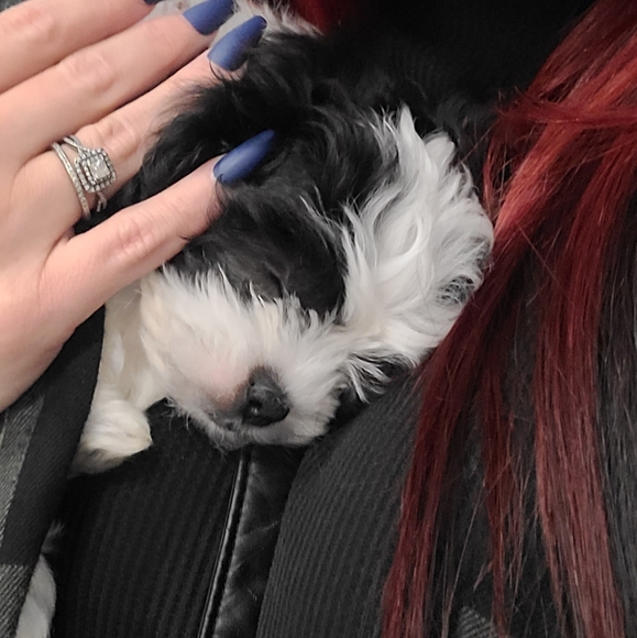 Meet your Posher, TC - Picture 4 of 12